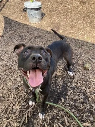 An adult medium-sized female Mixed Breed dog named Johansen for adoption in Chamblee, GA