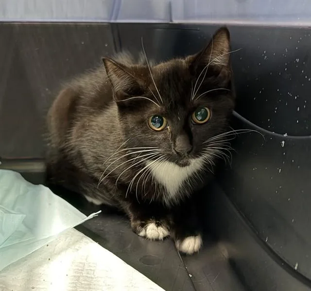 An adult small-sized female Domestic Short Hair cat named Bessie for adoption in Westminster, MD