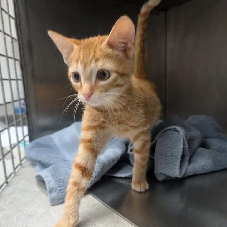 A baby medium-sized male Tabby (Orange / Red) Domestic Short Hair cat named Rye for adoption in Oconto, WI