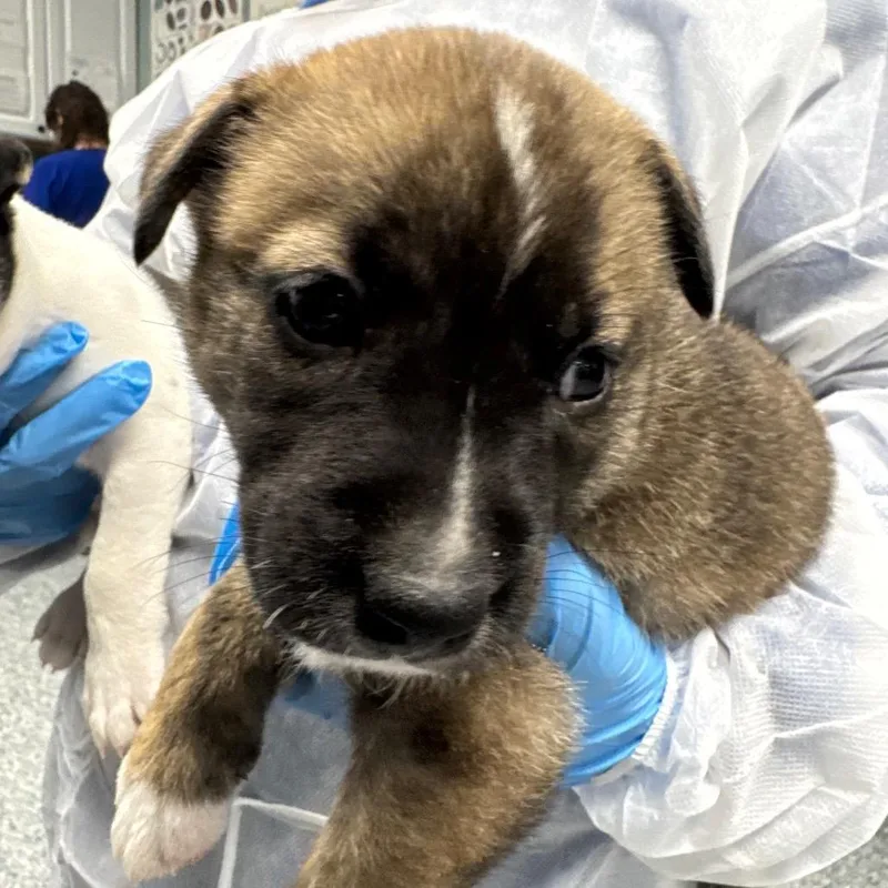 A baby small-sized female Black Shepherd dog named Susie Carmichael for adoption in Greenville, SC