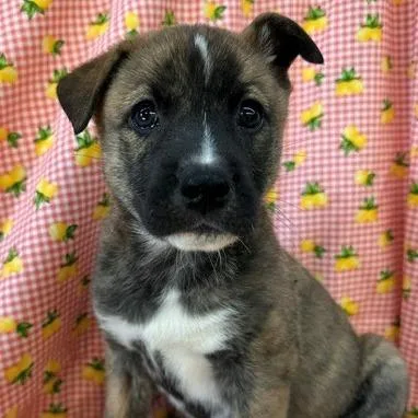 Susie Carmichael thumbnail 2