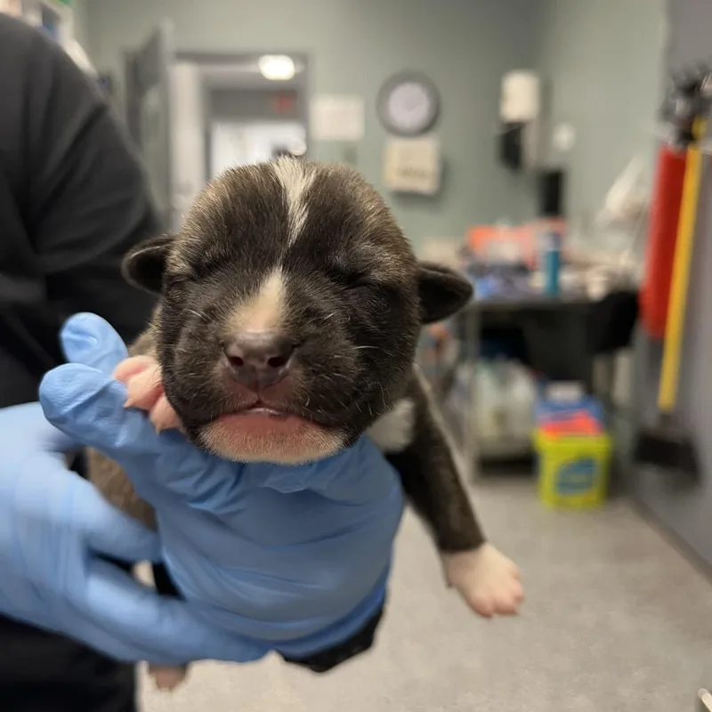 Susie Carmichael thumbnail 3