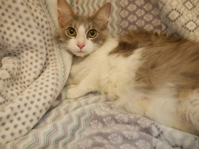 A young small-sized female Domestic Medium Hair cat named Aurora for adoption in San Jose, CA