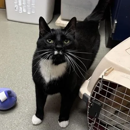 An adult medium-sized male Domestic Short Hair cat named Carl for adoption in Merriam, KS