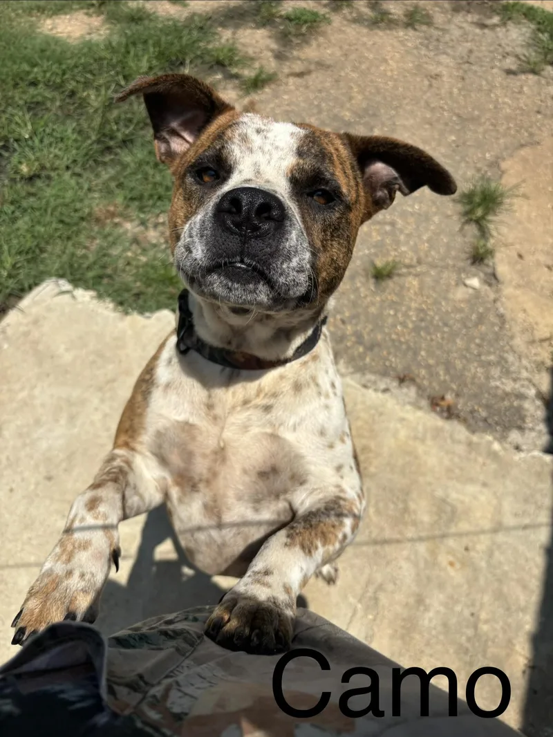 An adult large-sized male American Bulldog dog named Camo for adoption in Zimmerman, MN