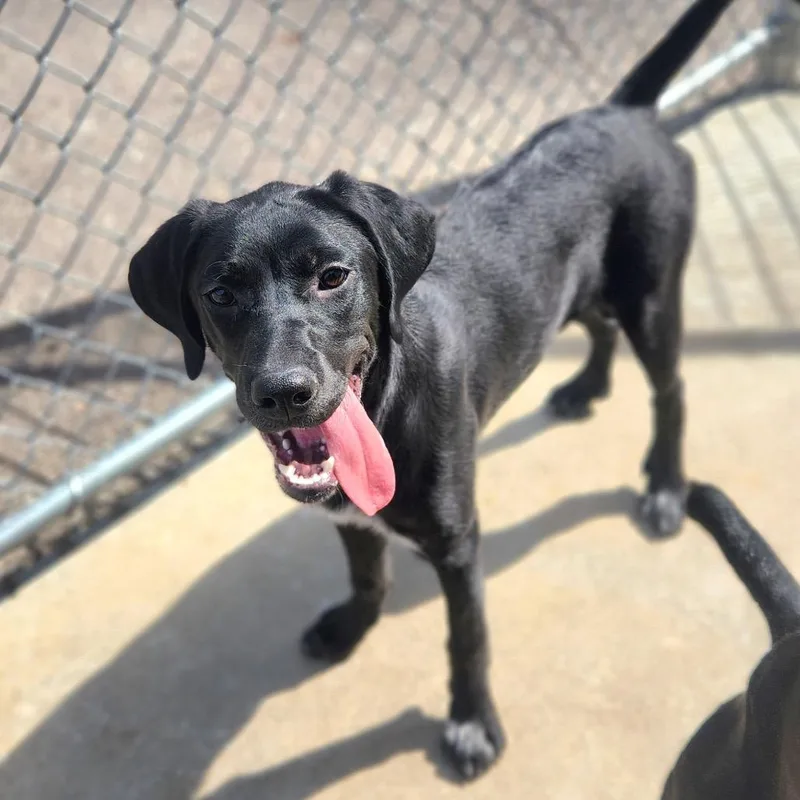 A young medium-sized female German Shorthaired Pointer dog named Diamond for adoption in Fenton, MI