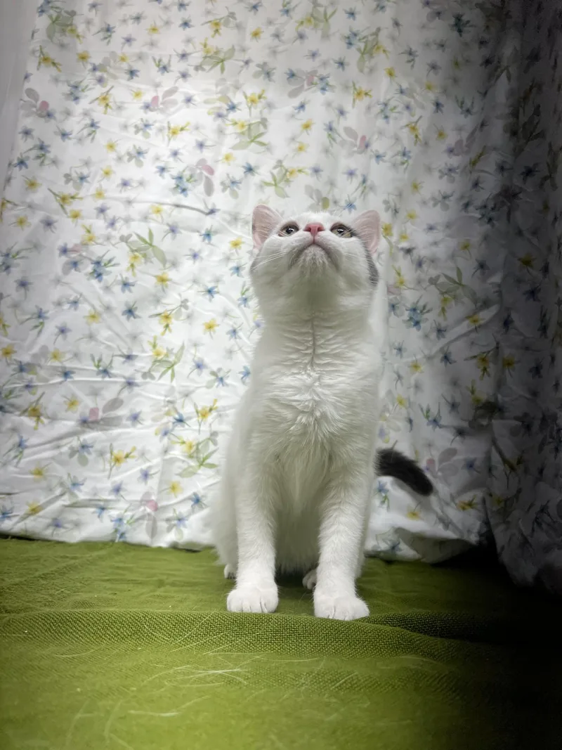 An adult medium-sized female White Domestic Short Hair cat named Soup for adoption in Upper Sandusky, OH