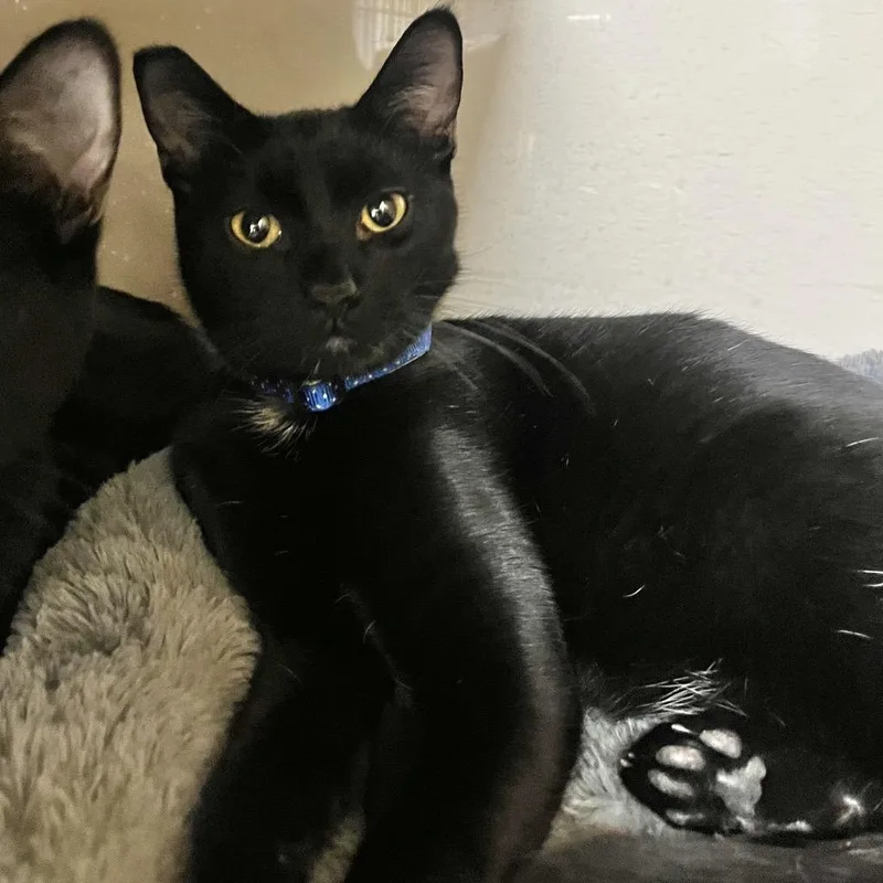 A young medium-sized male Black Domestic Short Hair cat named Leonard for adoption in Las Vegas, NV