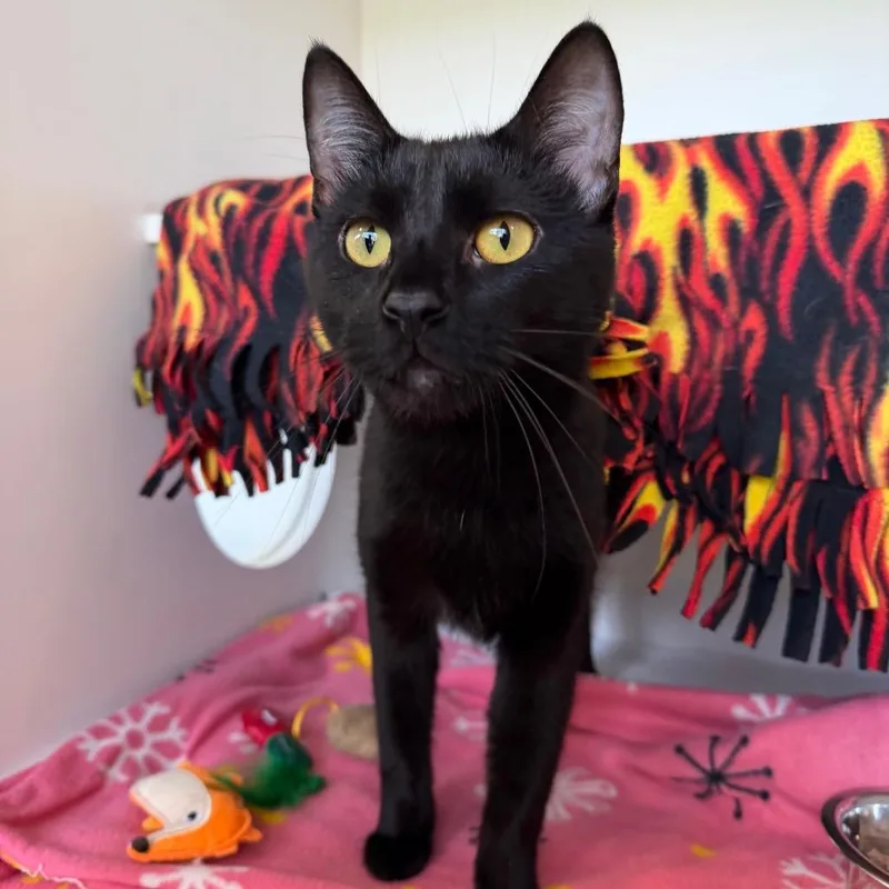 A young large-sized male Black Domestic Short Hair cat named Earl for adoption in Council Bluffs, IA