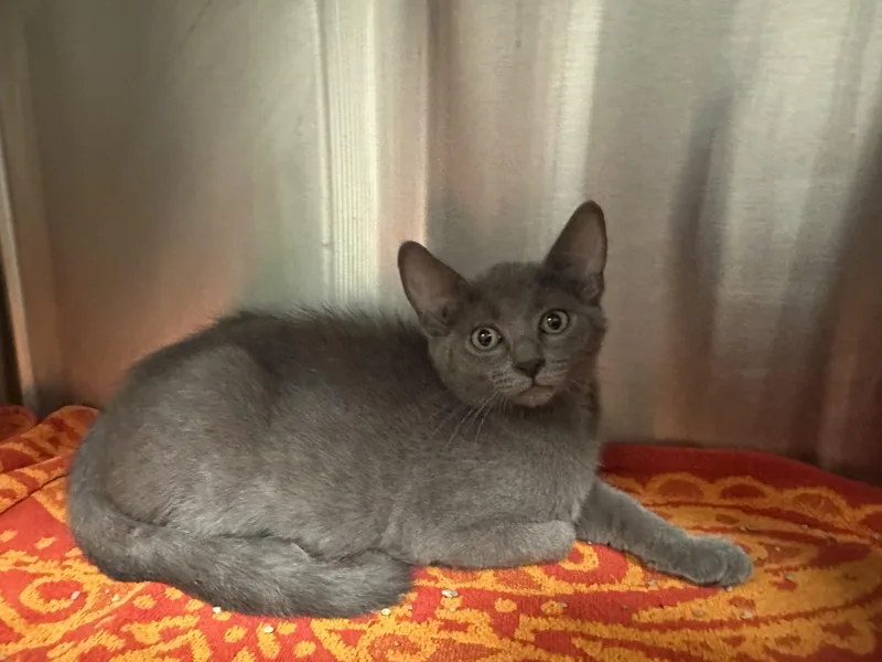 A baby small-sized female Domestic Short Hair cat named Megatron for adoption in Grand Rapids, MI