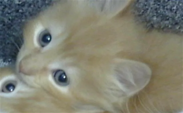 A baby medium-sized female Domestic Medium Hair cat named Beau for adoption in Dallas, TX