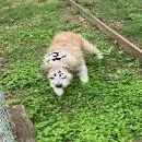 An adult small-sized male Yellow / Tan / Blond / Fawn Terrier dog named Chowder for adoption in Brooklyn, NY