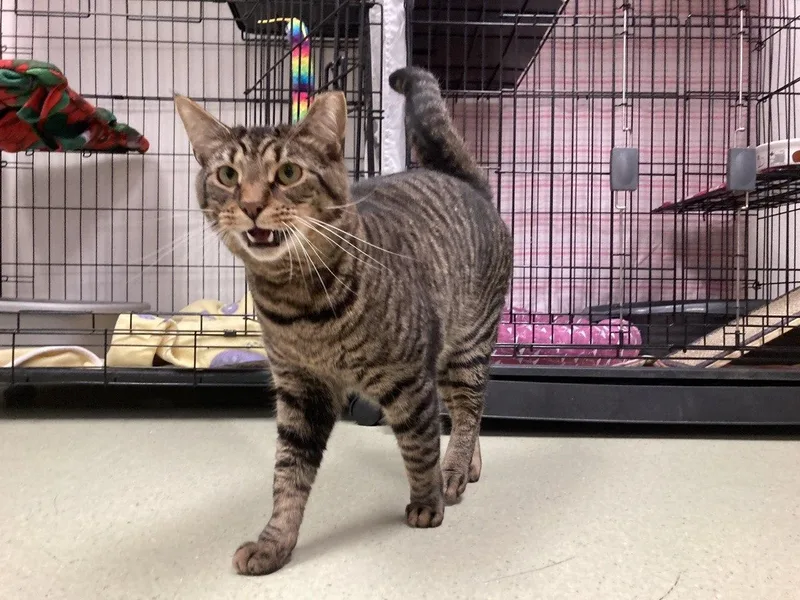 An adult medium-sized male Tabby (Brown / Chocolate) Domestic Short Hair cat named Charm for adoption in Cincinnati, OH