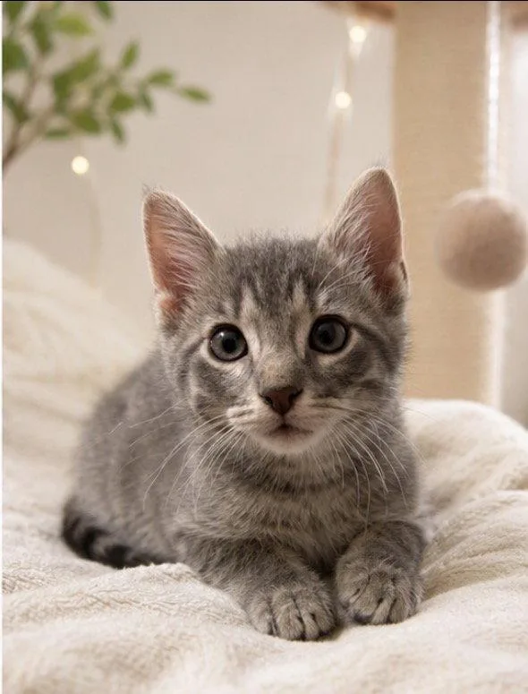 A baby medium-sized female Domestic Short Hair cat named Earl Grey for adoption in Nashville, TN