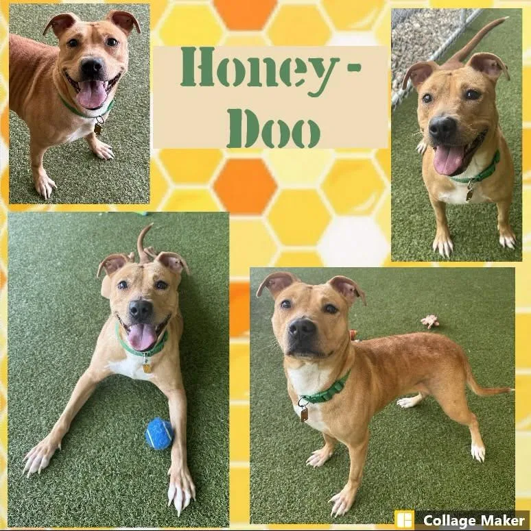 An adult medium-sized female Boston Terrier dog named HoneyDoo for adoption in Clearfield, PA