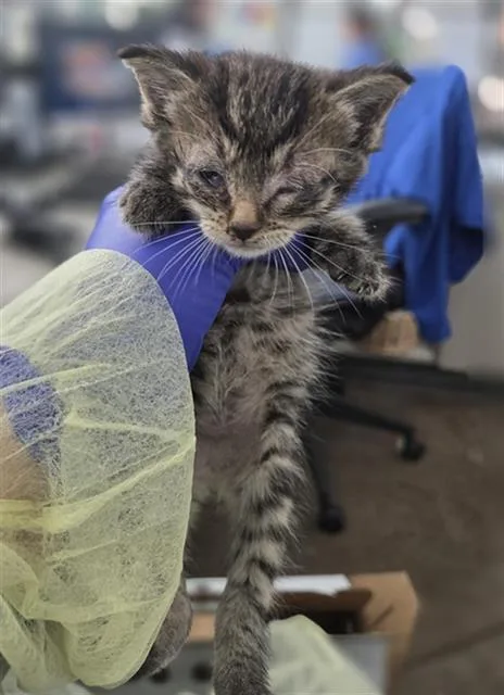 A baby medium-sized female Domestic Short Hair cat named Elantra for adoption in Dallas, TX