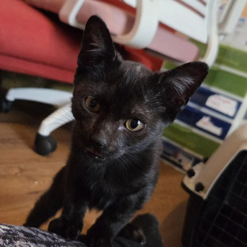 A baby small-sized female Black Manx cat named Little Miss Muffet for adoption in Ocala, FL