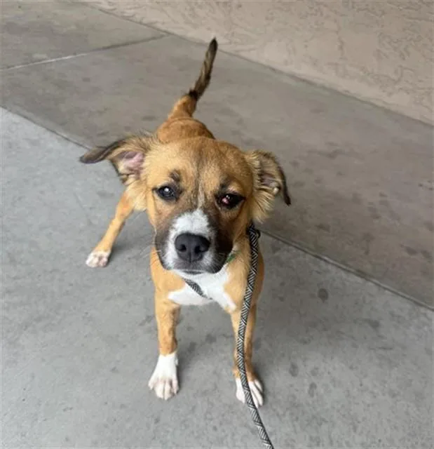 A young large-sized female German Shepherd Dog dog named Gloss for adoption in Phoenix, AZ