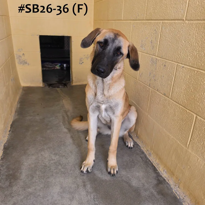 A young large-sized female Anatolian Shepherd dog named Sb for adoption in Ridgecrest, CA