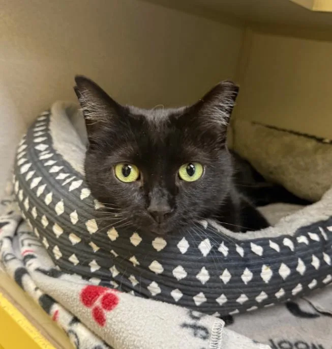 An adult medium-sized female Black Domestic Short Hair cat named Athena for adoption in Osseo, MI