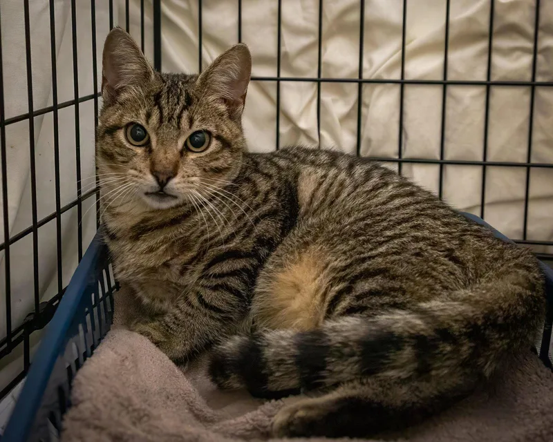 A young medium-sized male Tabby cat named Bixby for adoption in Greenville, DE