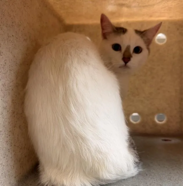 A young medium-sized female Domestic Long Hair cat named Bonsai for adoption in Lancaster, CA