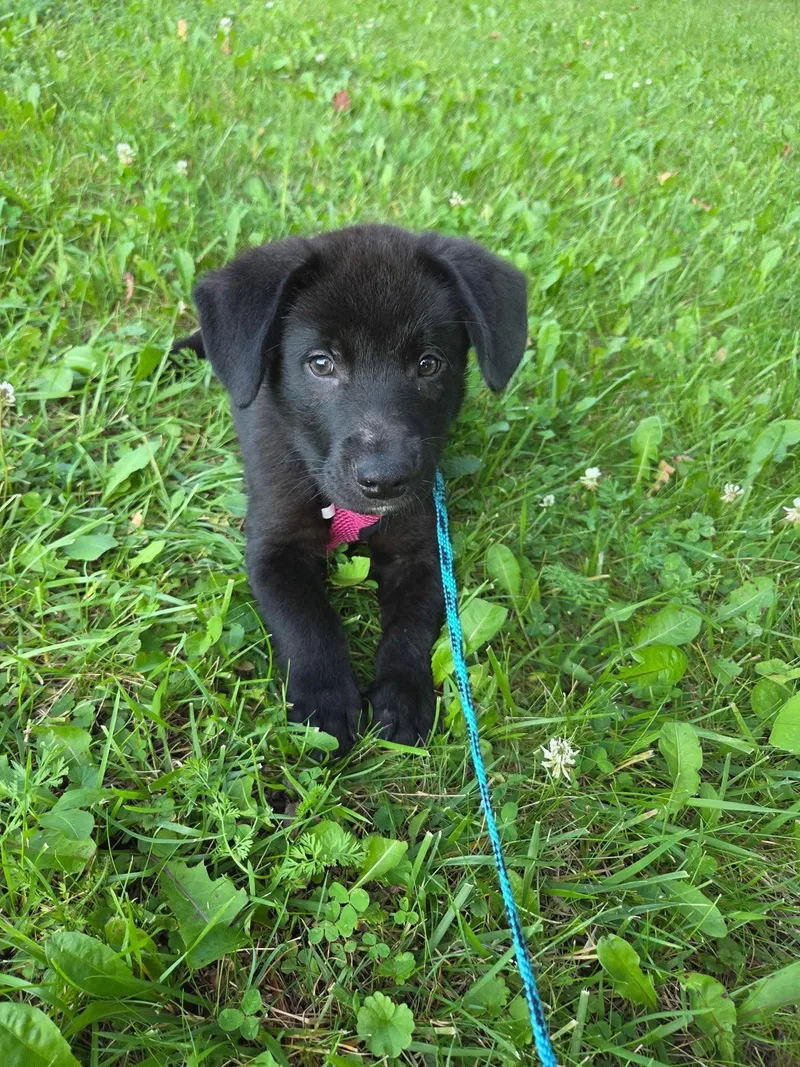 A baby large-sized male Black Mixed Breed dog named Boomer for adoption in Kenosha, WI