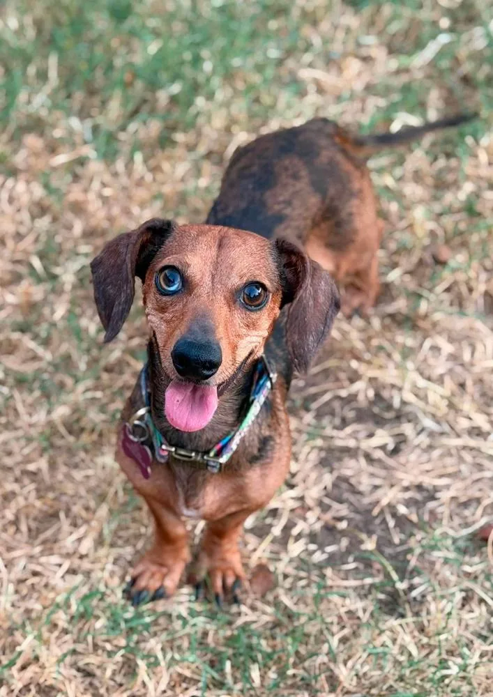 Remi