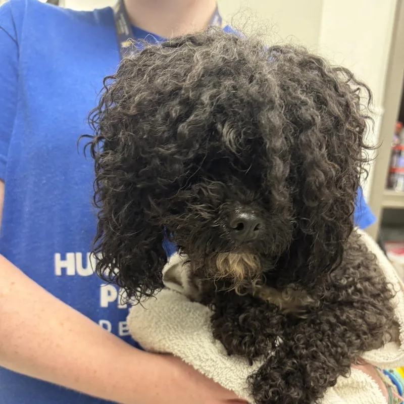 An adult small-sized female Black Miniature Poodle dog named Tina for adoption in Newark, DE