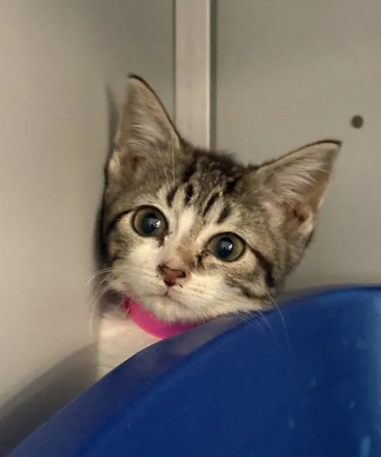 A baby medium-sized female Domestic Short Hair cat named Lisette for adoption in Athens, AL