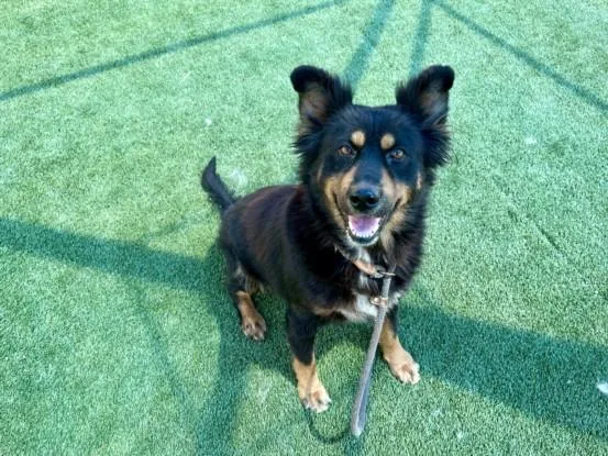 An adult large-sized female German Shepherd Dog dog named Isabel for adoption in Los Angeles, CA