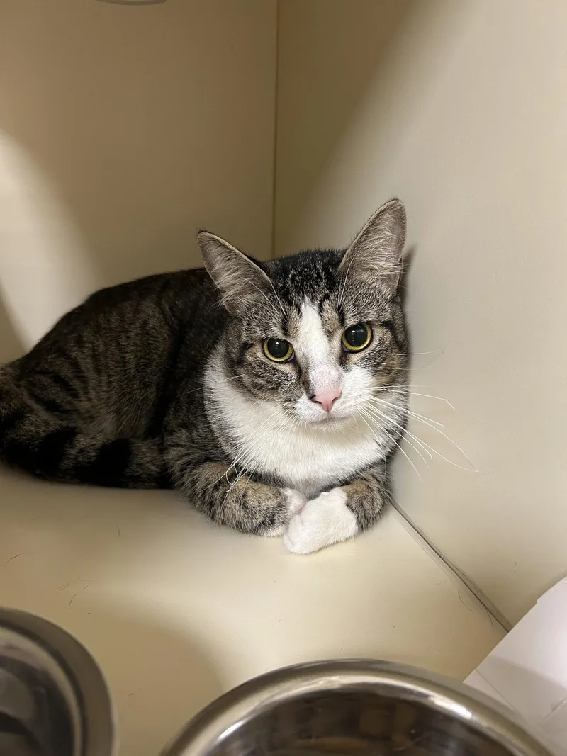 An adult medium-sized male Domestic Short Hair cat named Little Guy for adoption in Lancaster, PA