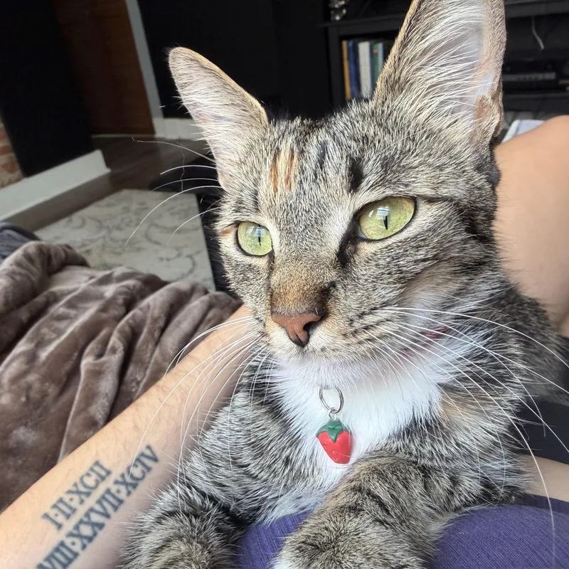 A baby medium-sized female Domestic Short Hair cat named Star for adoption in Richmond, VA