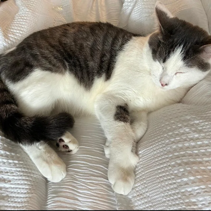 An adult extra large-sized male White Domestic Short Hair cat named Kensington for adoption in Waldorf, MD