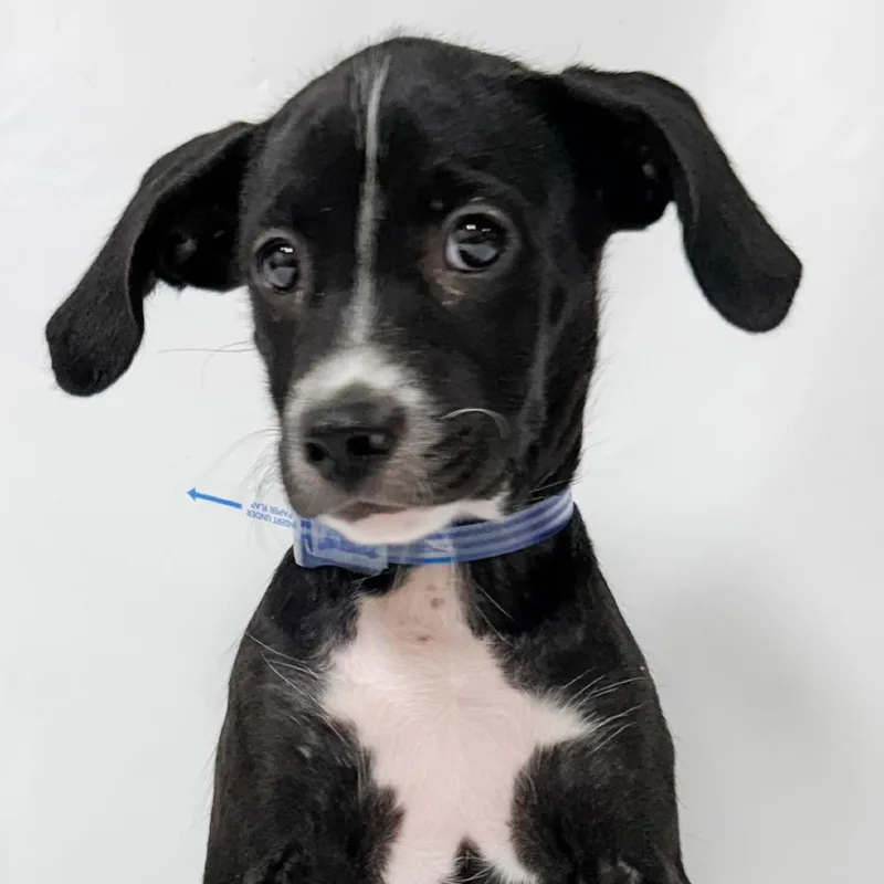 A baby small-sized male Black Labrador Retriever dog named 905 (2026) for adoption in Parker, CO