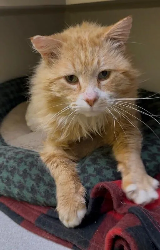 An adult medium-sized male Orange / Red Domestic Long Hair cat named Frank for adoption in Osseo, MI