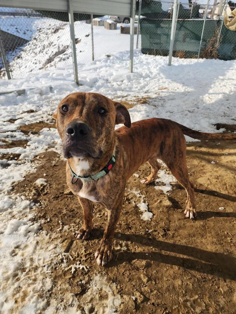 An adult medium-sized male Pit Bull Terrier dog named Aiko for adoption in Evansville, IN