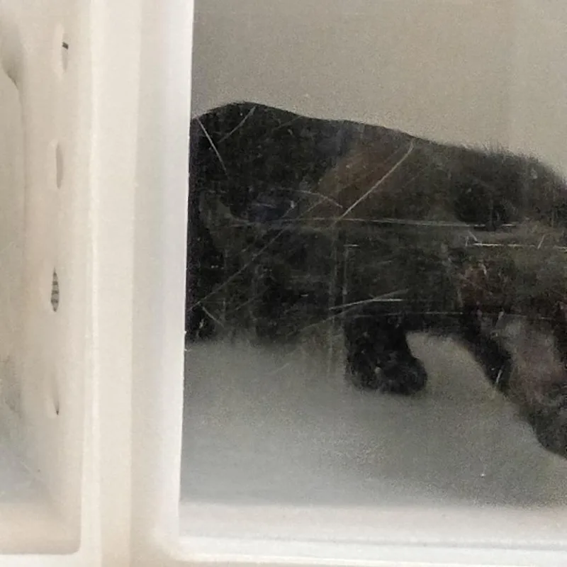 A baby small-sized female Black Domestic Short Hair cat named Strayndstreet for adoption in Columbus, GA