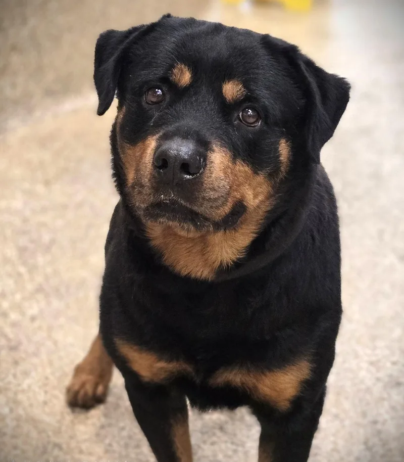 An adult medium-sized male Rottweiler dog named Rocky for adoption in Los Angeles, CA