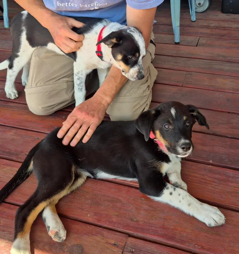 A baby medium-sized female Tricolor (Brown, Black, & White) Australian Cattle Dog / Blue Heeler dog named Swish for adoption in Redlands, CA