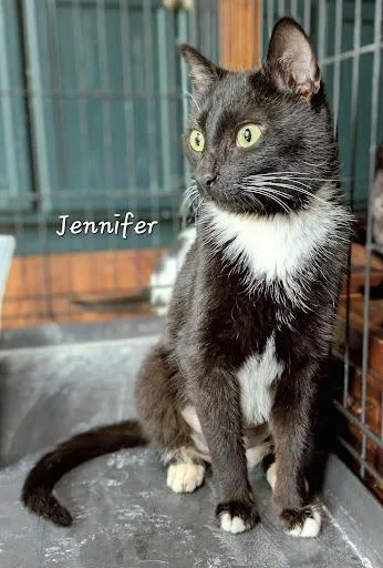 A young medium-sized female Domestic Short Hair cat named Jennifer for adoption in Lunenburg, MA