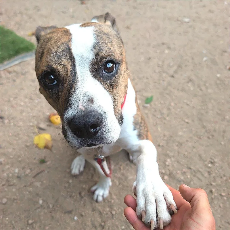 An adult medium-sized male White / Cream American Bulldog dog named Coconut for adoption in Austin, TX