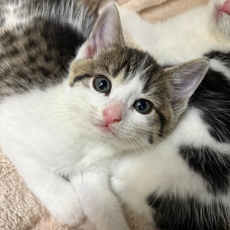 A baby small-sized female Brown / Chocolate Domestic Short Hair cat named 26-159 for adoption in North Branford, CT