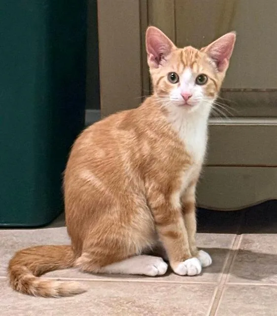 A baby small-sized male Domestic Short Hair cat named Zip for adoption in Canfield, OH