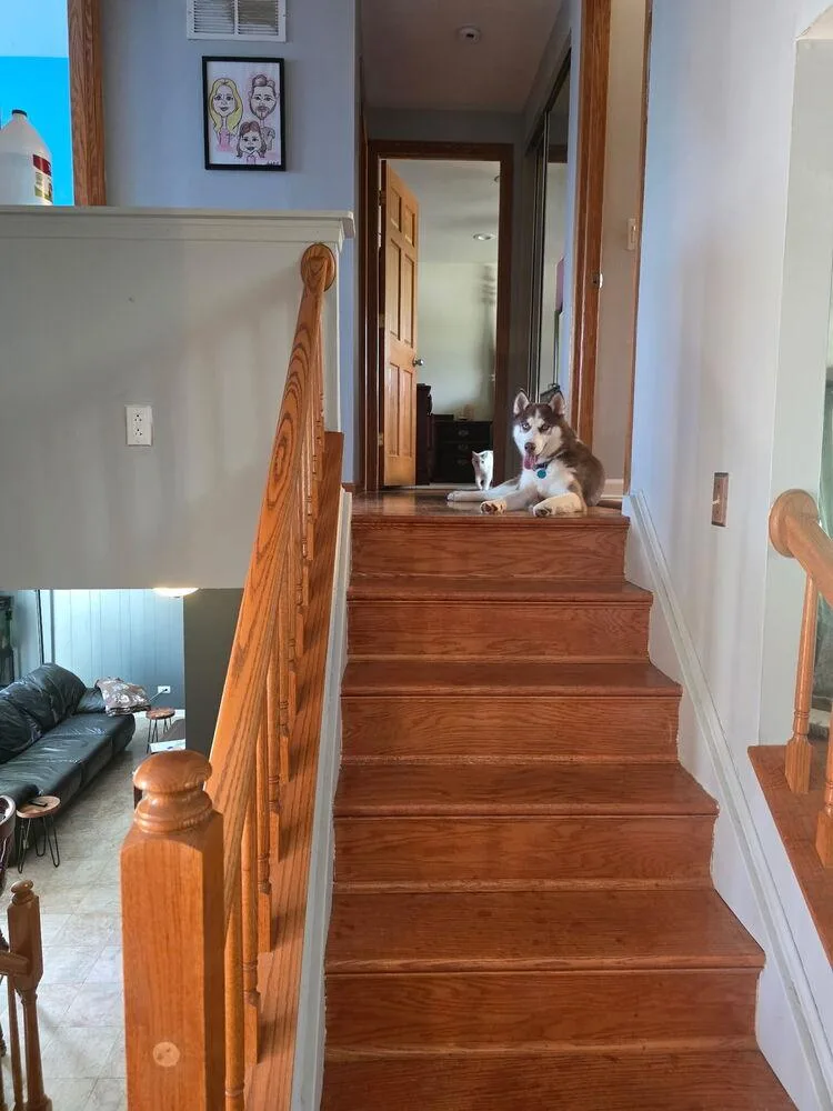 A young medium-sized male Siberian Husky dog named Kenai for adoption in Palatine, IL