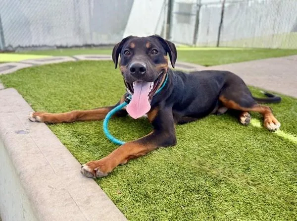 A young medium-sized male Rottweiler dog named Huckleberry for adoption in Salt Lake City, UT
