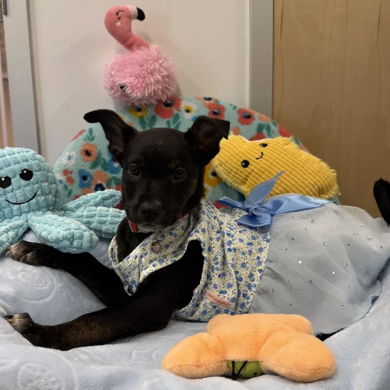 A baby small-sized female Black Mixed Breed dog named Jet Ski Jen for adoption in Austin, TX