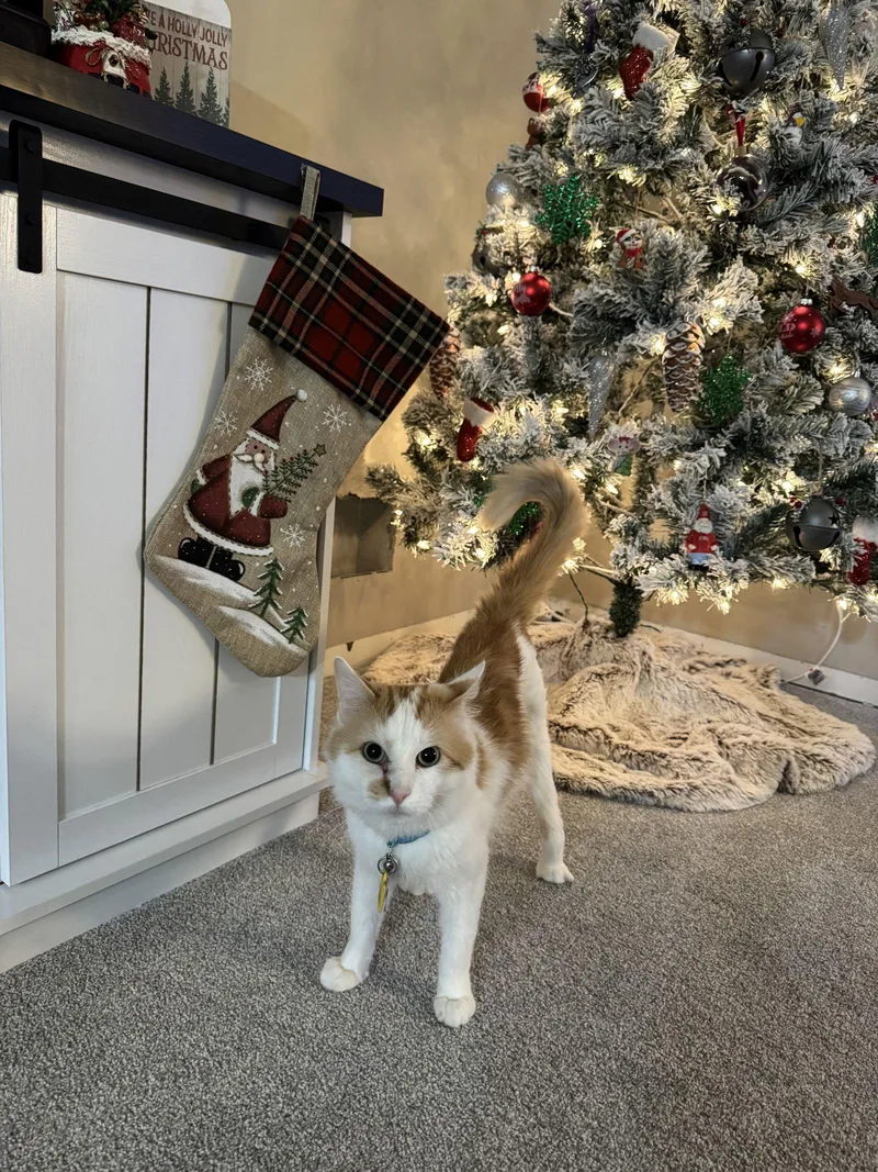 Mr. Ginger thumbnail 2