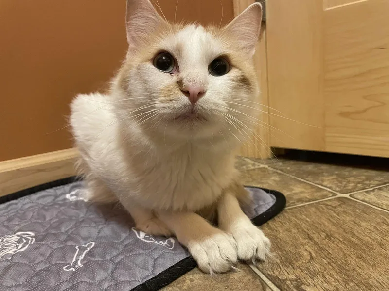 Mr. Ginger thumbnail 3