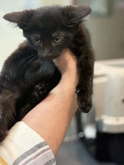 A baby small-sized male Domestic Short Hair cat named Buzzy for adoption in Memphis, TN